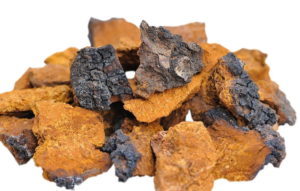 Chaga Pilz 