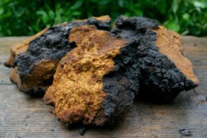 Banner image chaga21.6-300x201